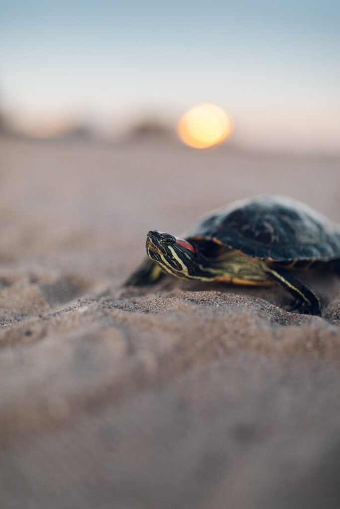 Tranquil Turtle Beach Wallpaper: Intricate Shell & Warm Sunset Tones