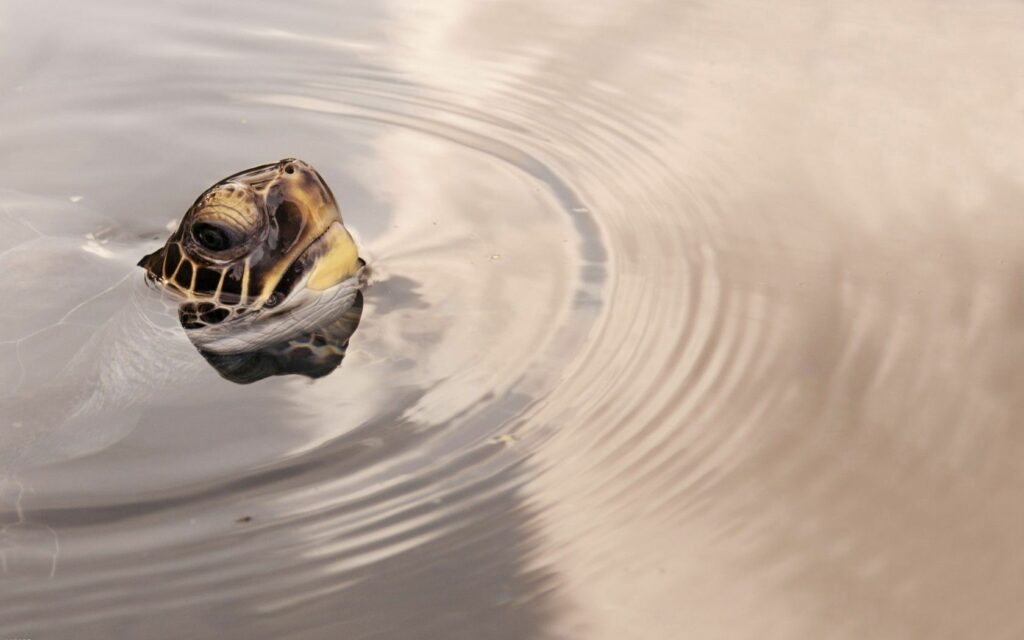 Serene Turtle Head Emerging from Water - Tranquil Background Wallpaper