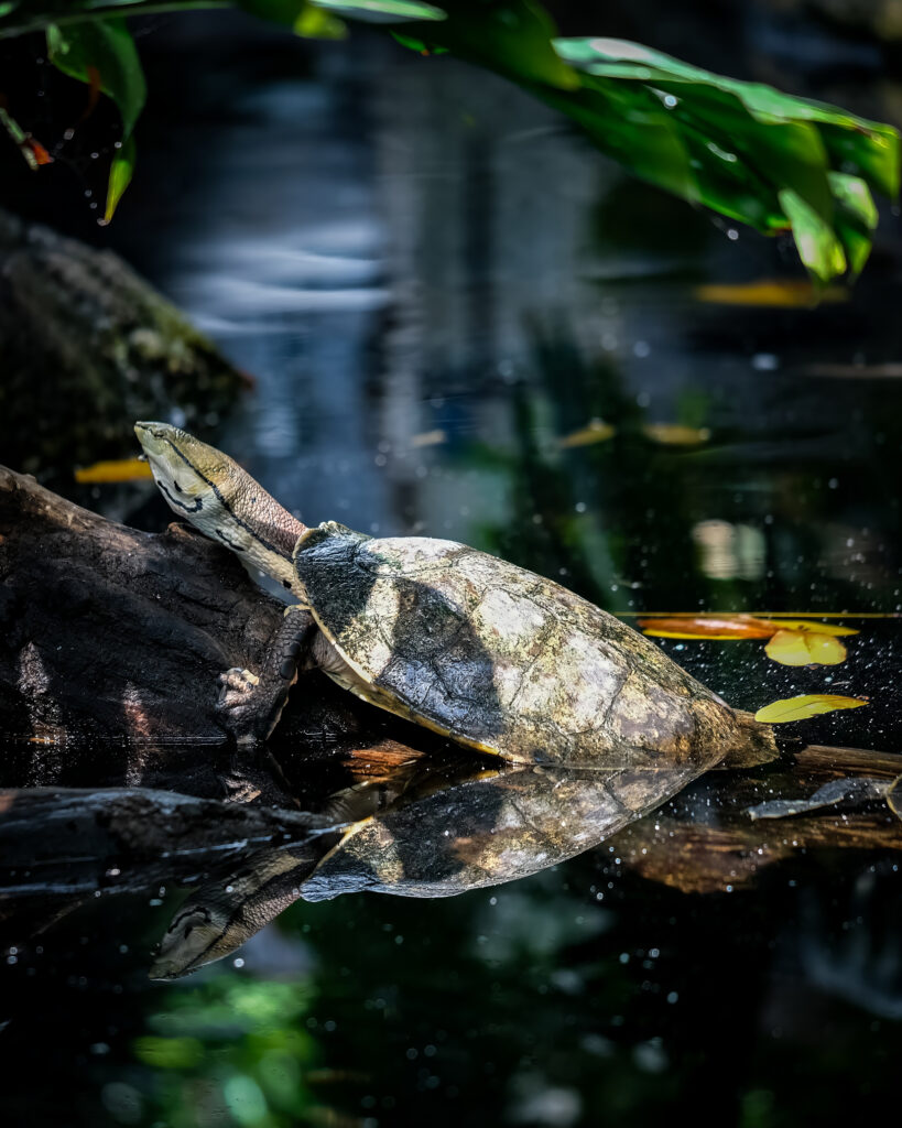 Serene Turtle Reflection Wallpaper: Tranquil Nature Background