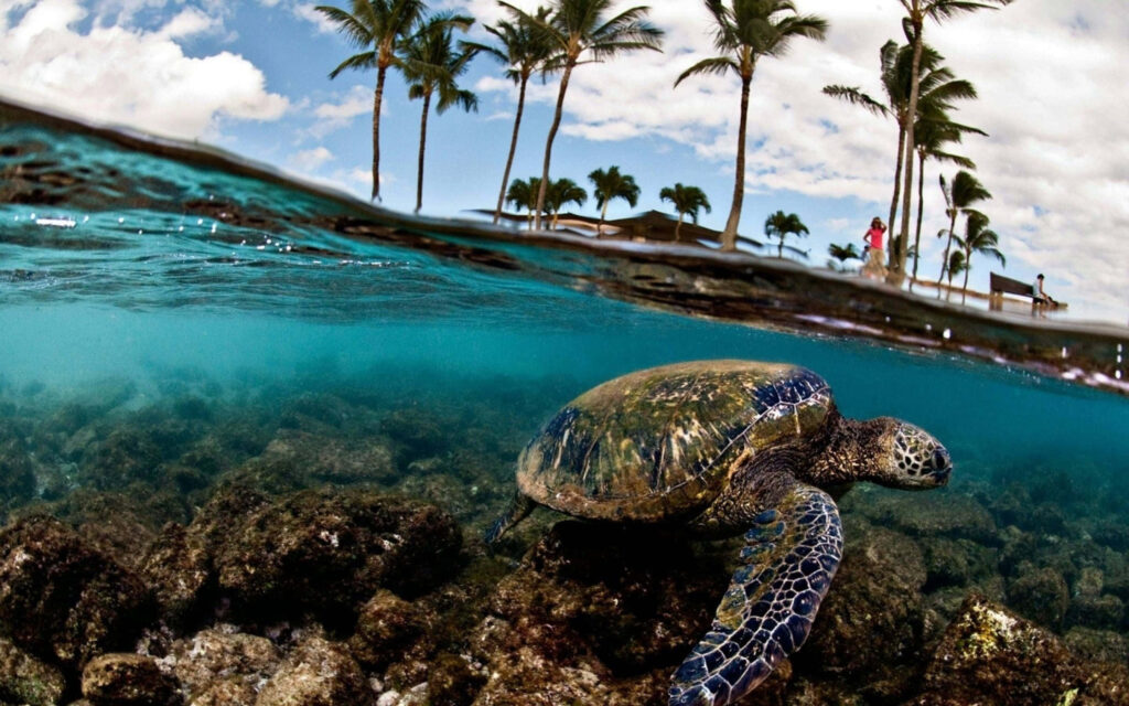 Serene Turtle Wallpaper: Ocean Scene with Palm Trees and Split View
