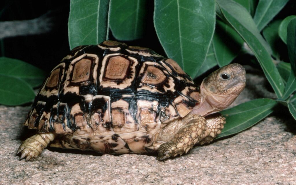 Serene Turtle Wallpaper: Detailed Reptile Among Lush Greenery