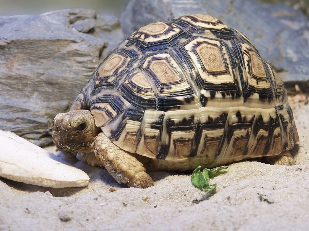 Serene Turtle Wallpaper: Intricate Shell on Sandy Terrain Background