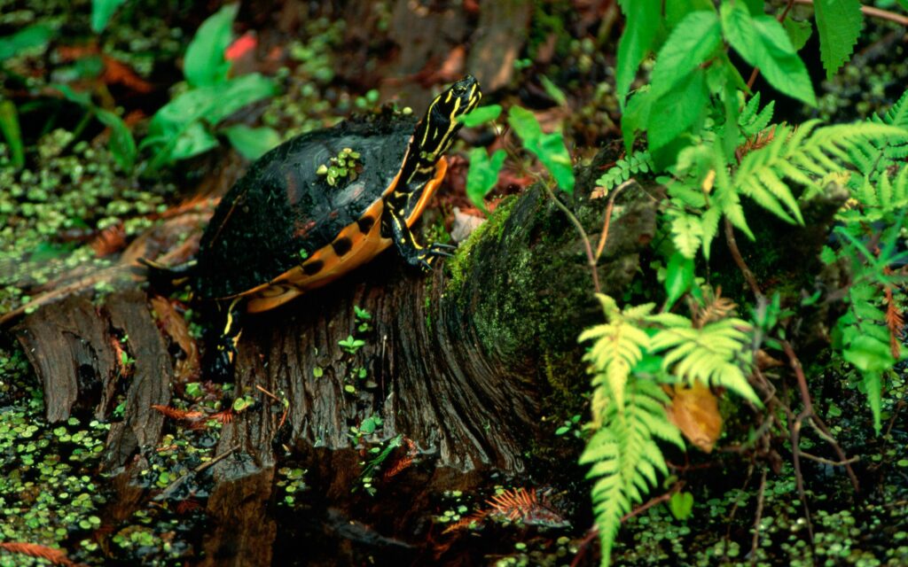 Tranquil Turtle on Mossy Log: Serene Nature Wallpaper Background
