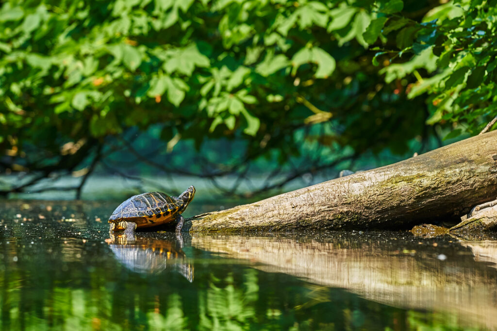 Tranquil Turtle Wallpaper: Serene Nature Scene with Reflection