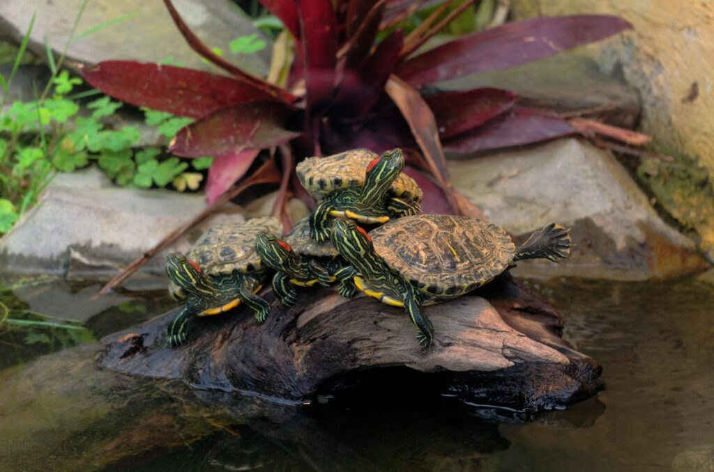 Serene Turtle Basking Wallpaper: Tranquil Nature Background
