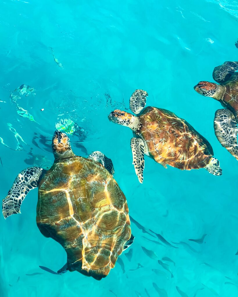 Serene Turtle Wallpaper: Graceful Turtles in Turquoise Water