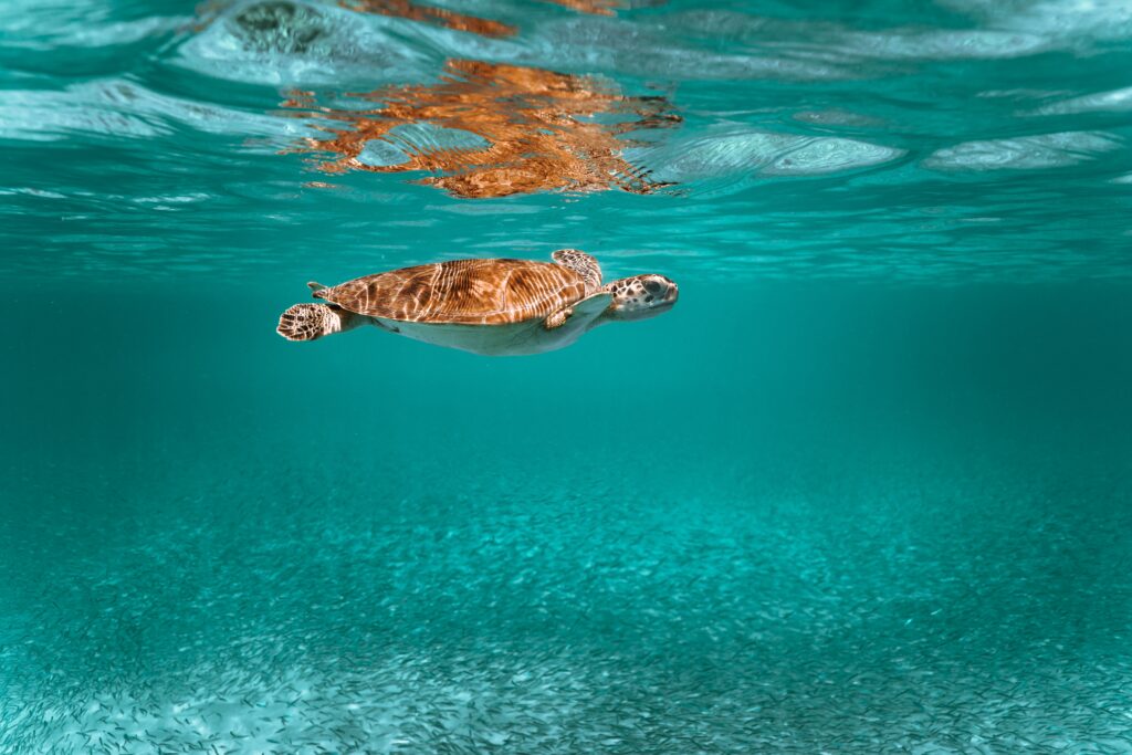 Serene Turtle Wallpaper: Underwater Beauty in Turquoise Waters