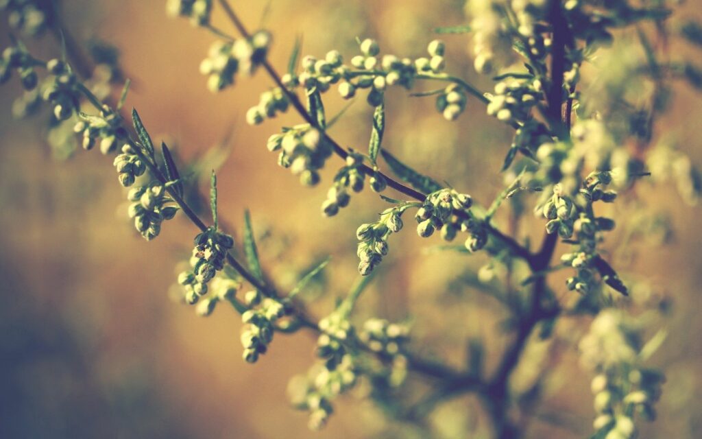 Serene Twigs with Buds: Soft Earthy Tones Wallpaper Background