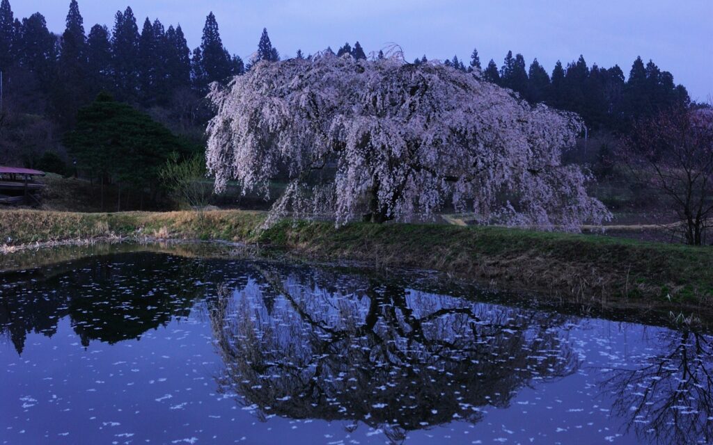 Serene twilight oriental cherry tree in full bloom by calm lake with petals on water surface Wallpaper