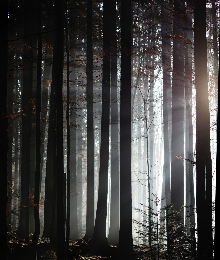 Serene forest wallpaper with tall trees soft twilight foggy rays calming natural scenery background