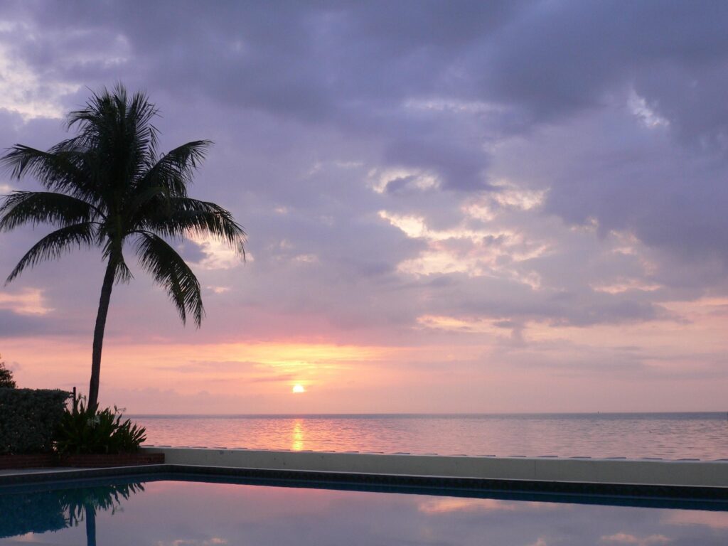 Lone palm tree by tranquil pool at twilight reflecting evening sky peaceful wallpaper background