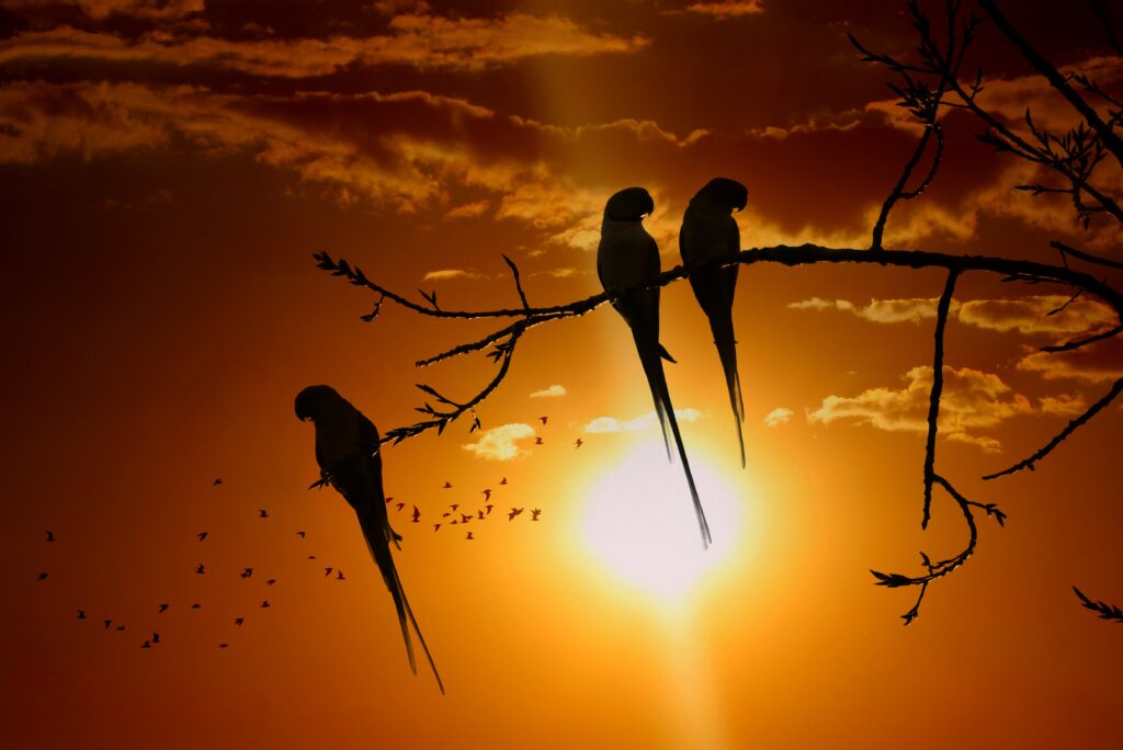 Serene Twilight Parrots: Stunning Sunset Wallpaper Background