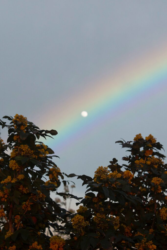 Twilight rainbow over glowing moon framed by dark branches with bright yellow berries wallpaper