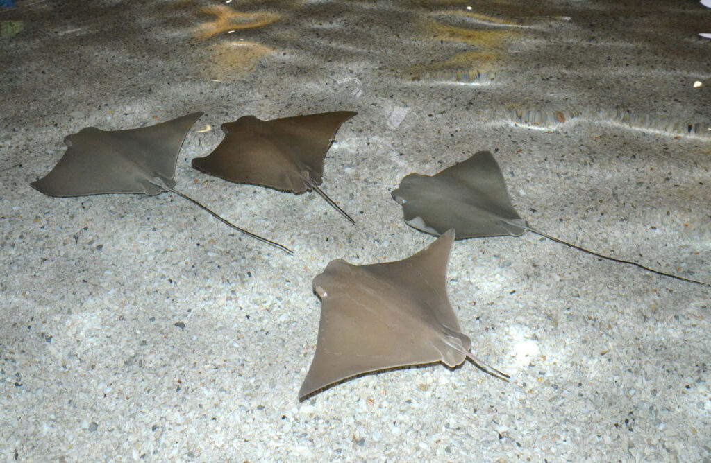 Serene underwater scene with a school of cownose rays swimming over sandy ocean floor wallpaper