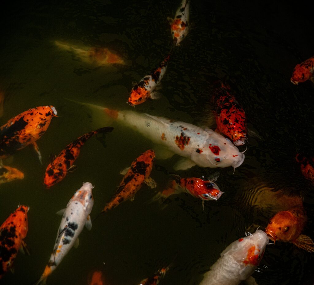 Vibrant Koi Fish Underwater Wallpaper - Serene Background Art