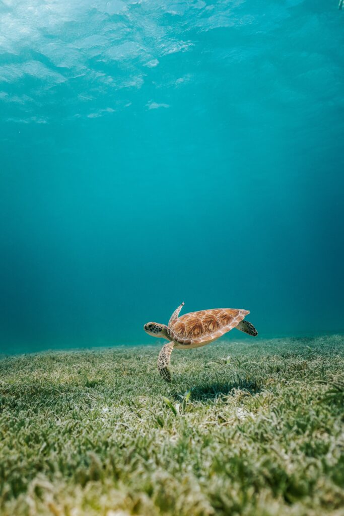 Serene Underwater Scene: Sea Turtle & Lush Algae Wallpaper