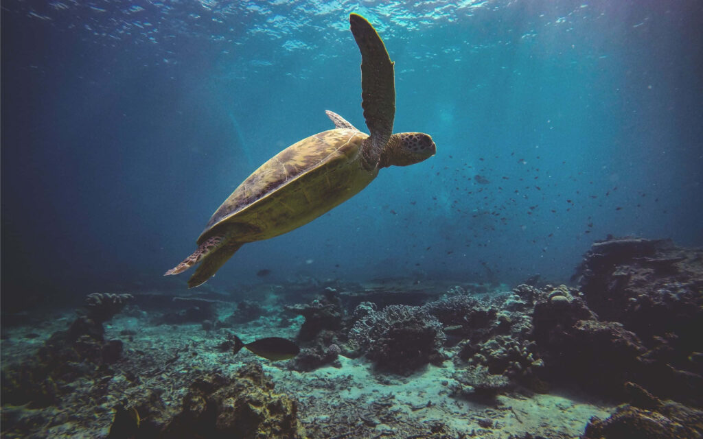 Serene Turtle Swimming Over Vibrant Coral Reefs in Clear Blue Water Wallpaper