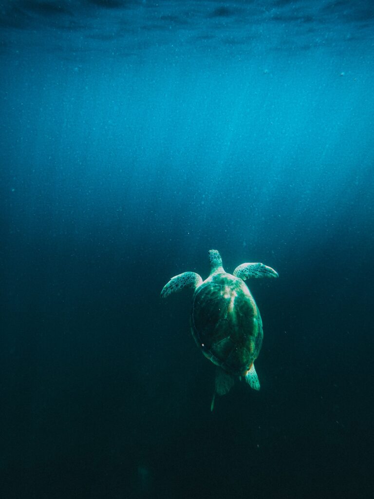 Serene Underwater Wallpaper: Turtle Swimming in Vibrant Ocean Blues