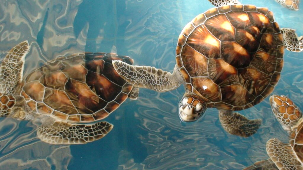 Serene Underwater Wallpaper with Graceful Turtles Swimming