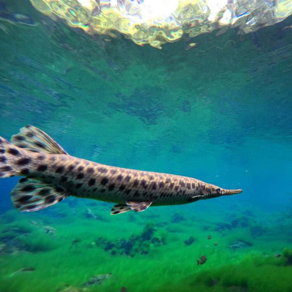 Spotted Gar fish gliding in clear turquoise water with sunlight and lush green riverbed background Wallpaper