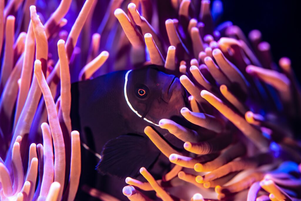 Vibrant Underwater Wallpaper with Fish and Colorful Anemones