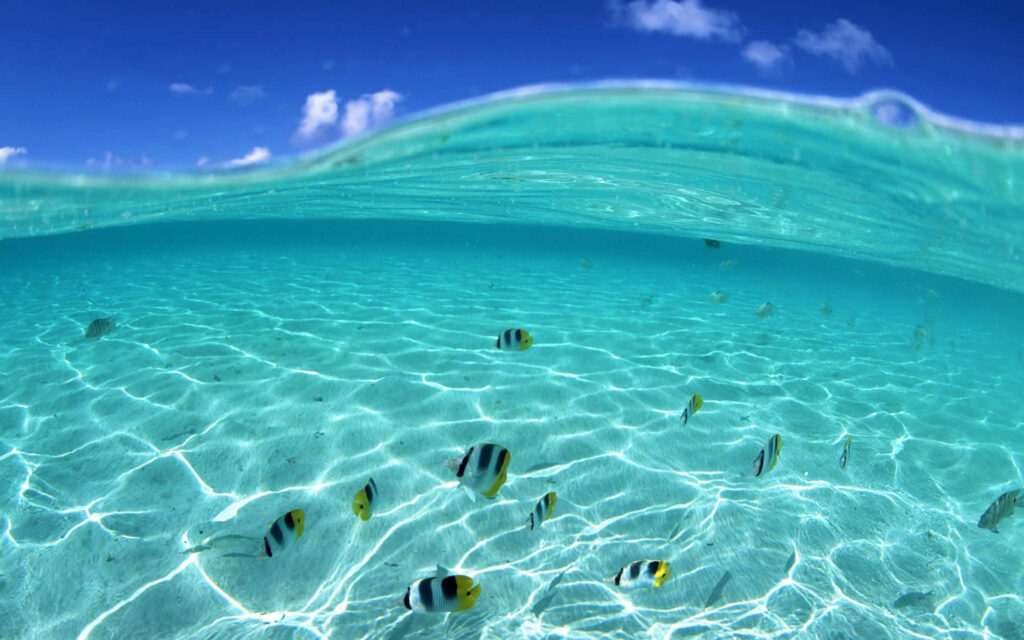 Serene Underwater Wallpaper: Turquoise Ocean & Butterflyfish