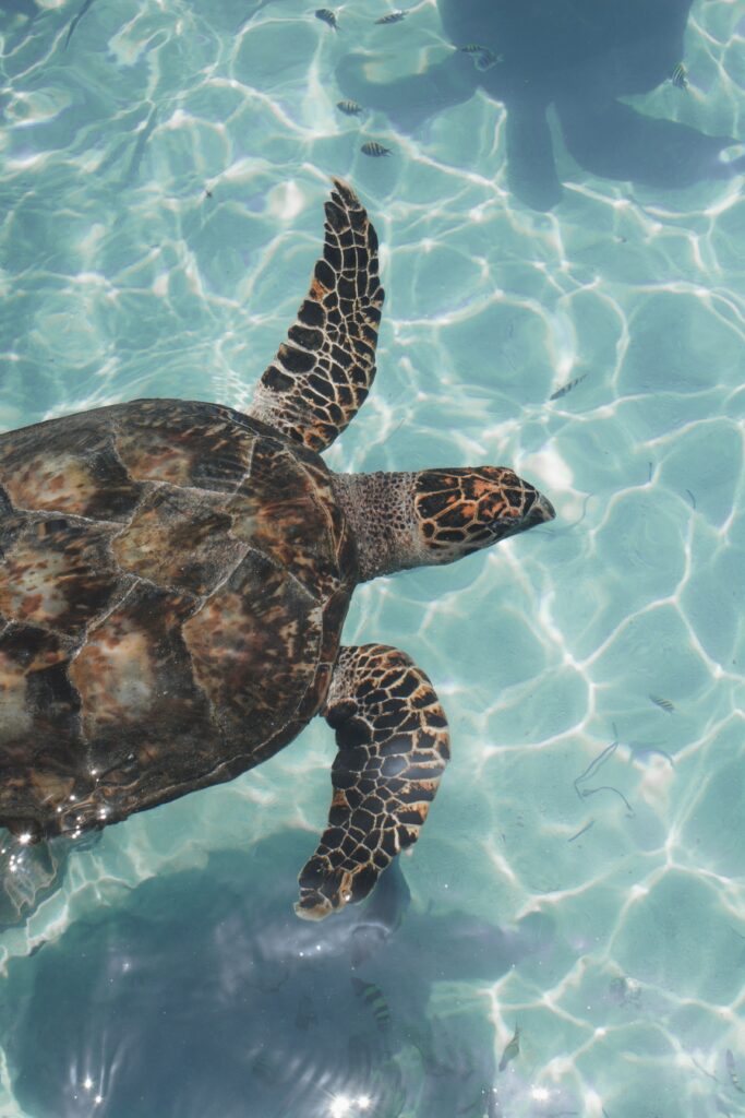 Serene Underwater Wallpaper: Turtle in Crystal-Clear Water