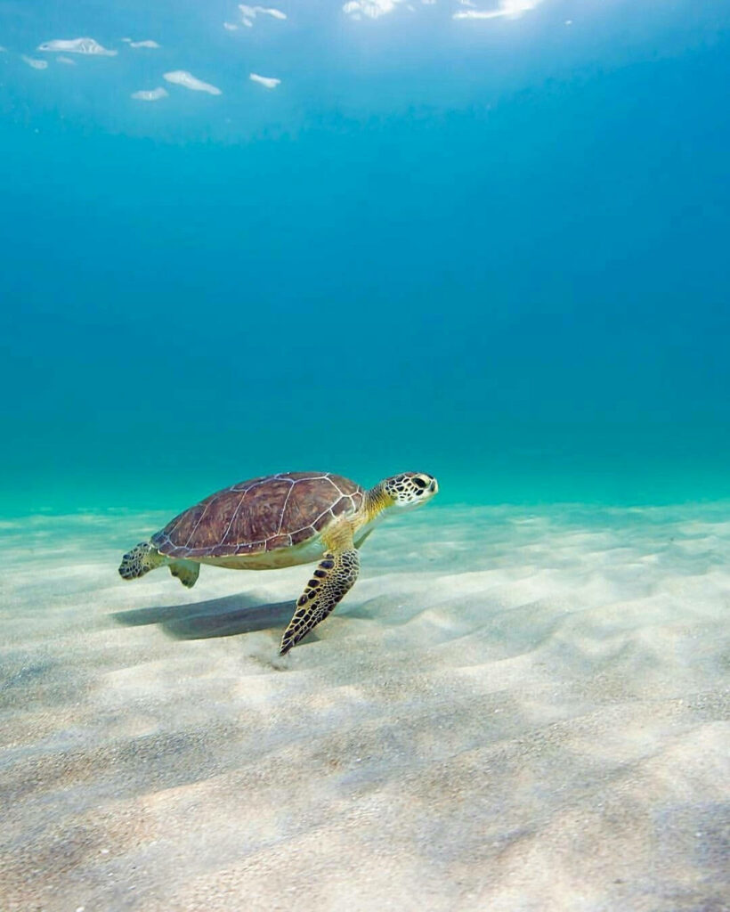 Serene Underwater Tortoise Scene - Tranquil Ocean Wallpaper