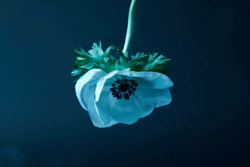 Serene Upside-Down Flower Wallpaper on Deep Blue Background