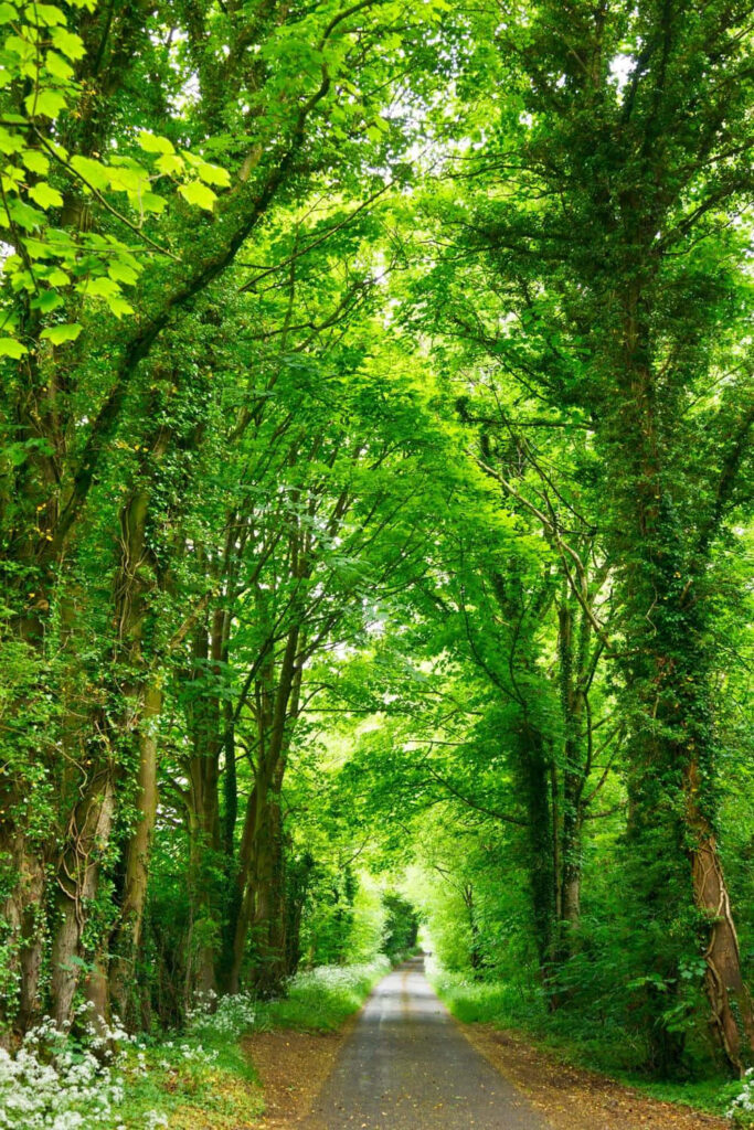 Serene Verdant Pathway Wallpaper: Tranquil Nature Background