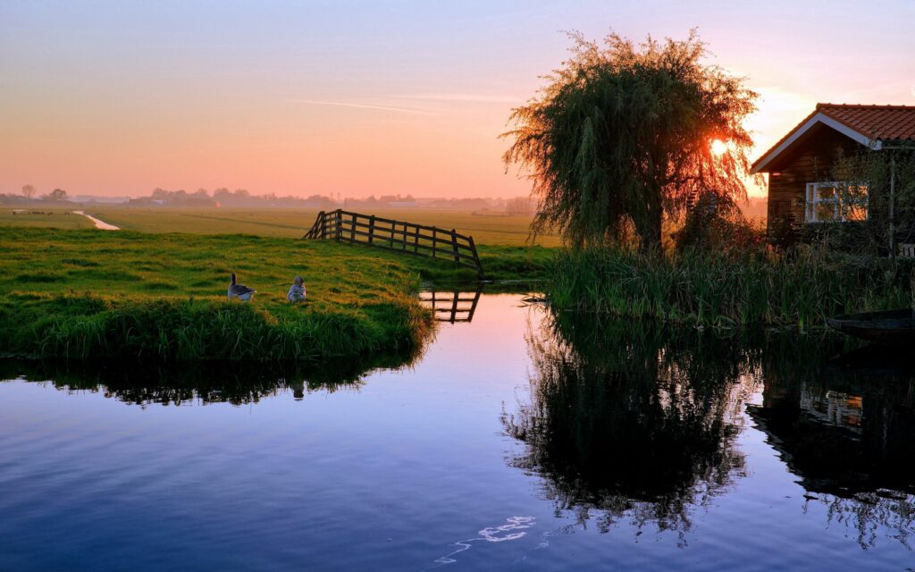 Serene village sunset with pond reflection house willow tree ducks rustic bridge lush fields wallpaper