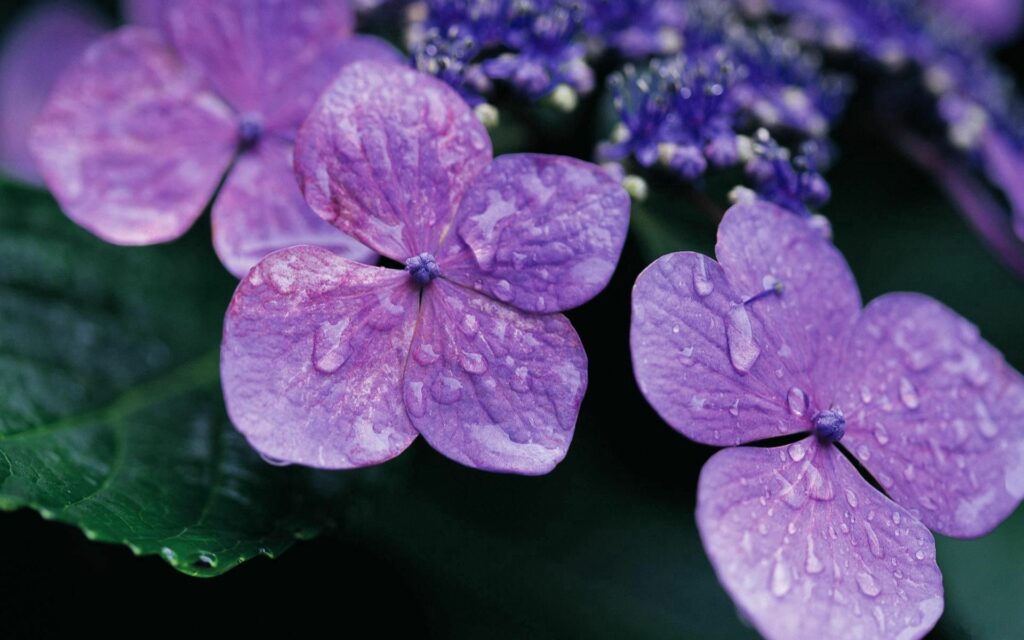 Serene Violet & Lilac Flowers Wallpaper with Dew on Green Background