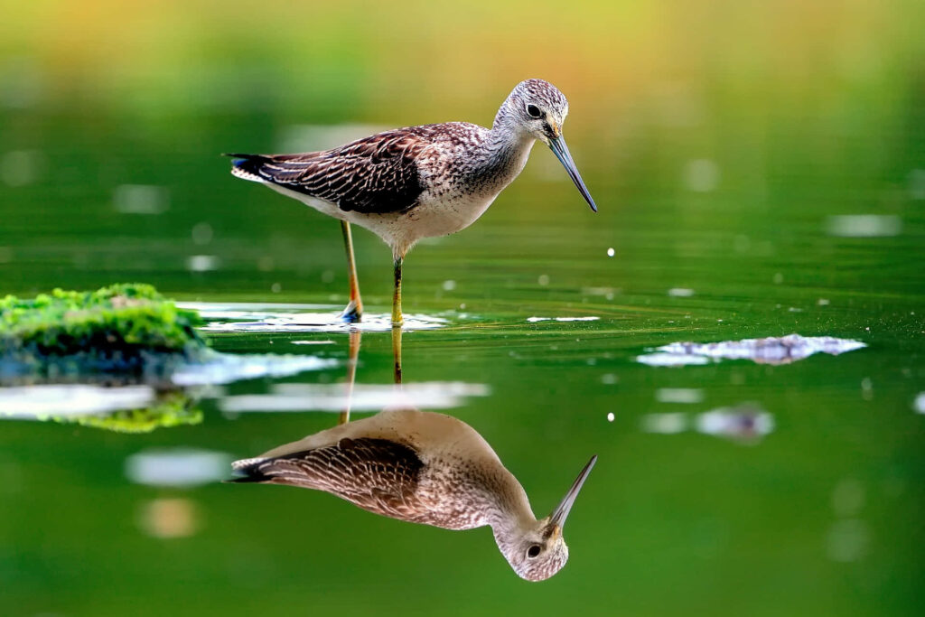 Serene Wading Bird Wallpaper: Calm Green Waters Reflection