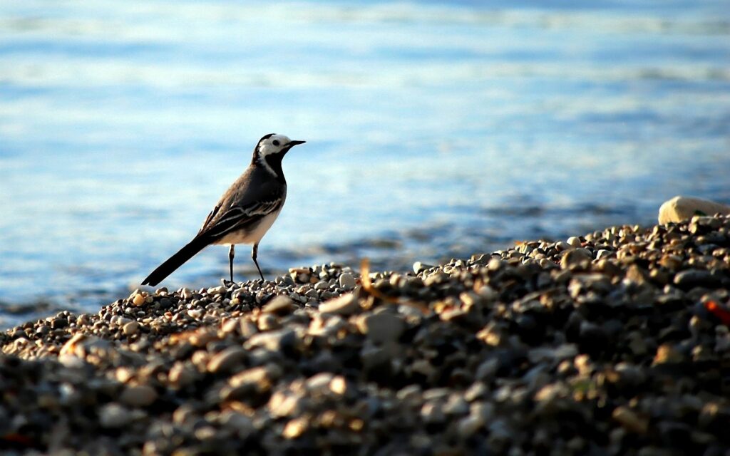 Serene Wagtail on Pebbles: Nature Wallpaper with Water Background