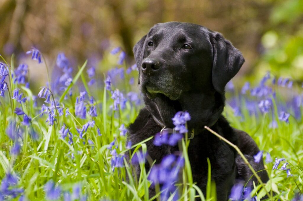 Black Labrador Resting in Vibrant Purple Flower Field - Serene Background Wallpaper