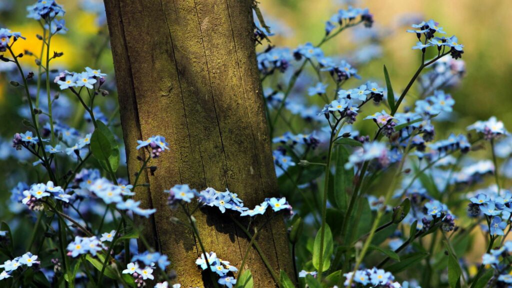 Serene Blue Flower Field Wallpaper with Lush Greenery Background