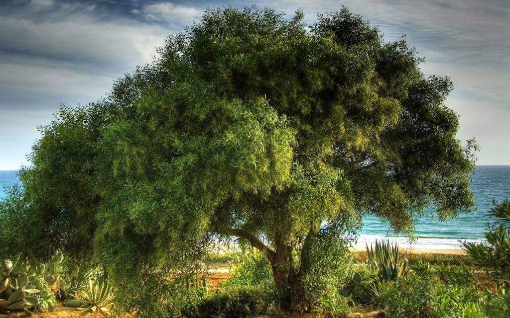 Serene Wallpaper: Lush Green Tree by Tranquil Blue Sea