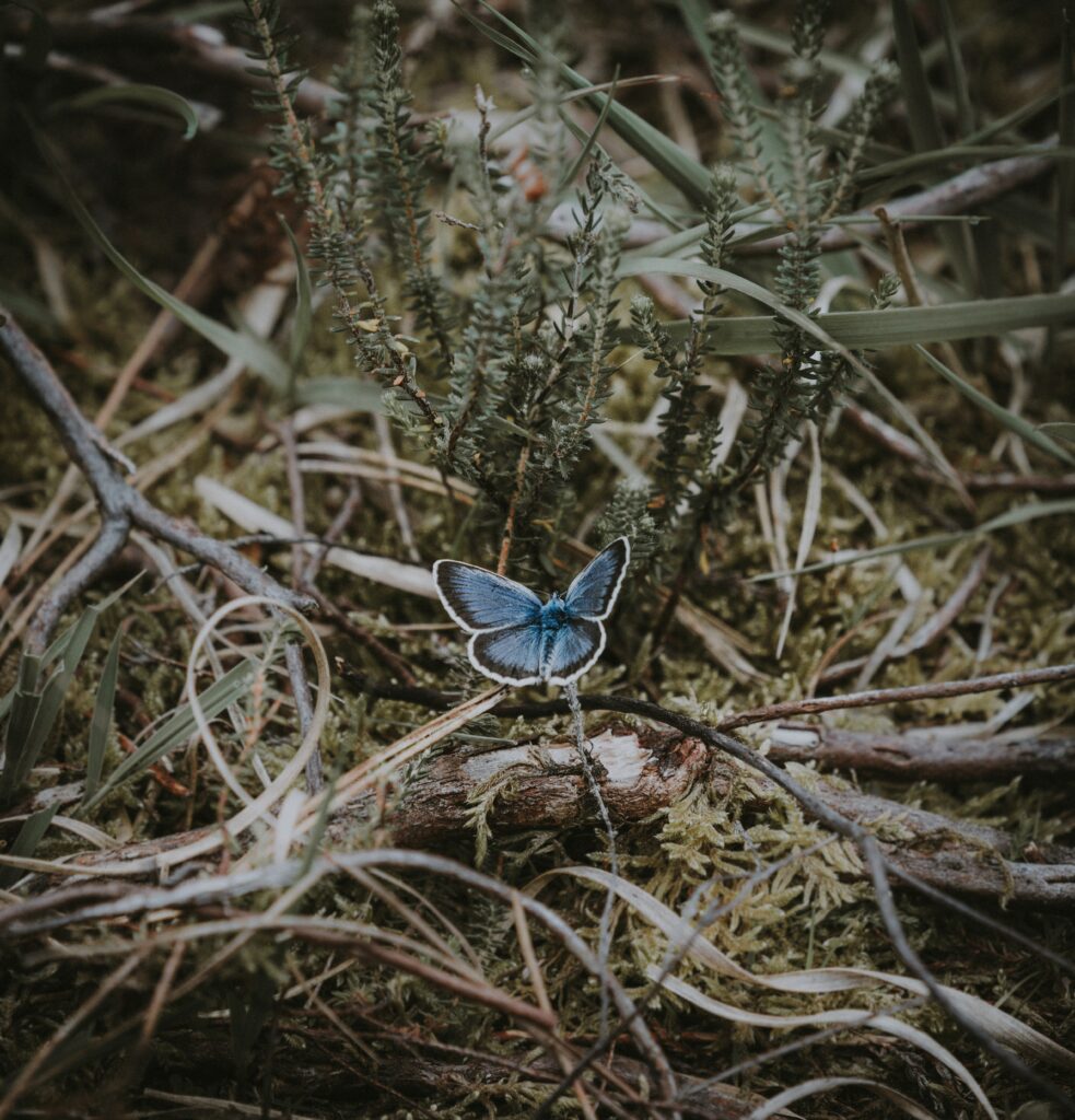 Serene Blue Butterfly Wallpaper: Lush Greenery Background