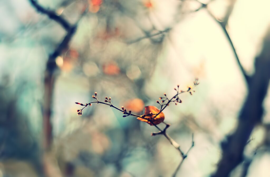 Serene Wallpaper: Delicate Budding Branch with Soft Natural Lighting