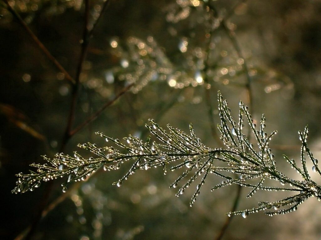 Serene Wallpaper: Delicate Branch with Glistening Droplets Background