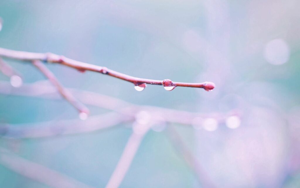 Serene Pastel Wallpaper: Delicate Branch with Water Droplets