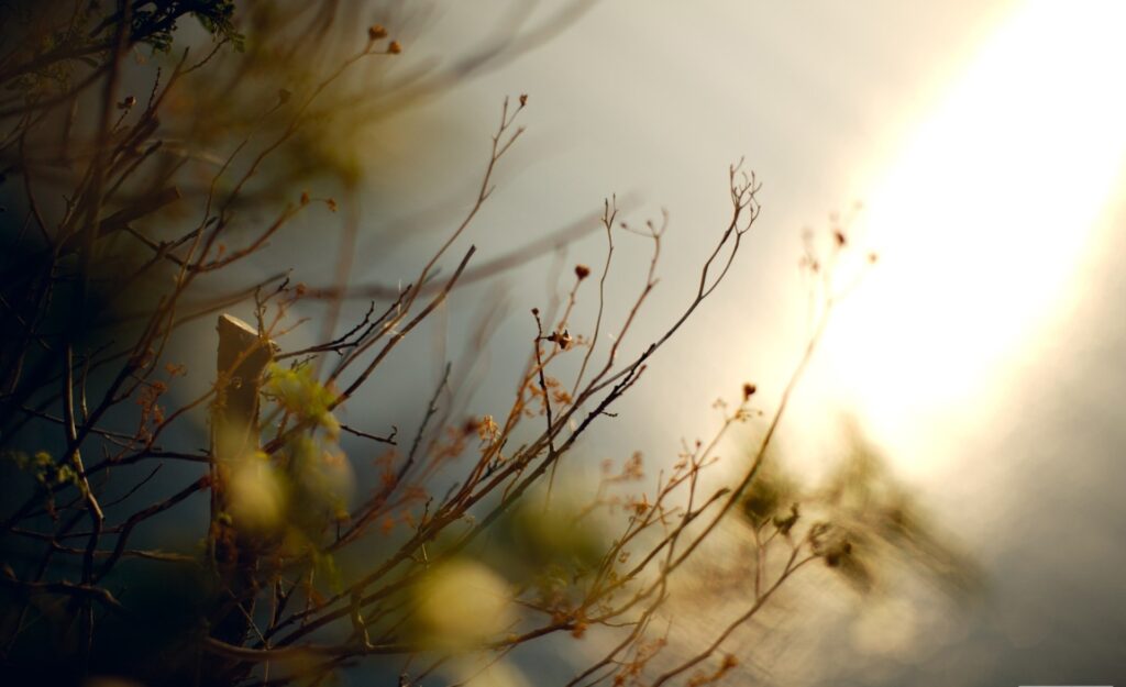 Serene Wallpaper Background: Delicate Branches & Soft Glow