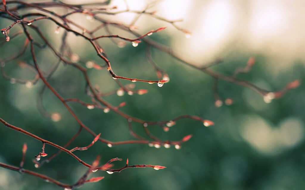 Serene Wallpaper: Delicate Dew-Drenched Branches in Soft Light