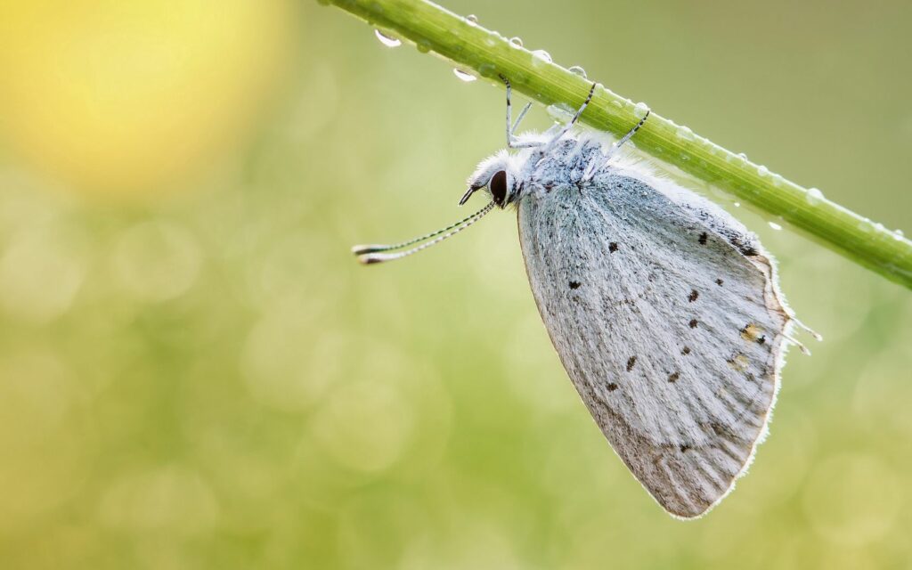 Serene Butterfly Wallpaper: Dewy Green Branch & Soft Blur Background