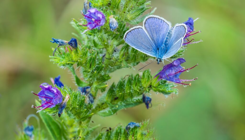 Serene Copper Butterfly Wallpaper on Vibrant Flower Background