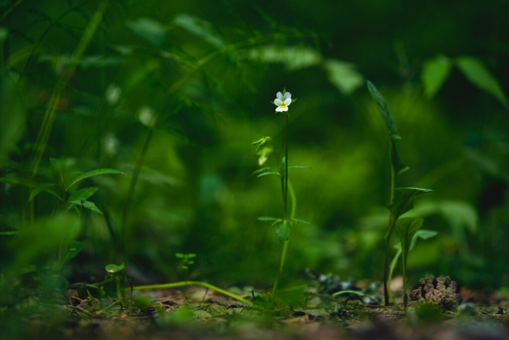 Serene Field Violet Wallpaper: Lush Green Macro Background Image