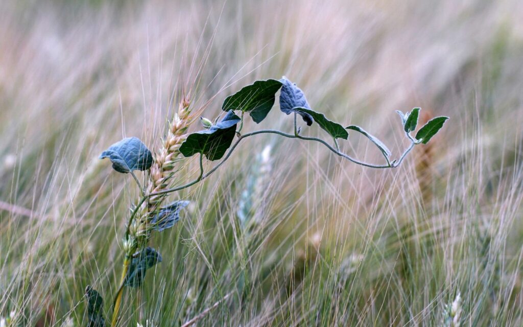 Serene Nature Wallpaper: Grass, Bindweed, and Wheat Bliss