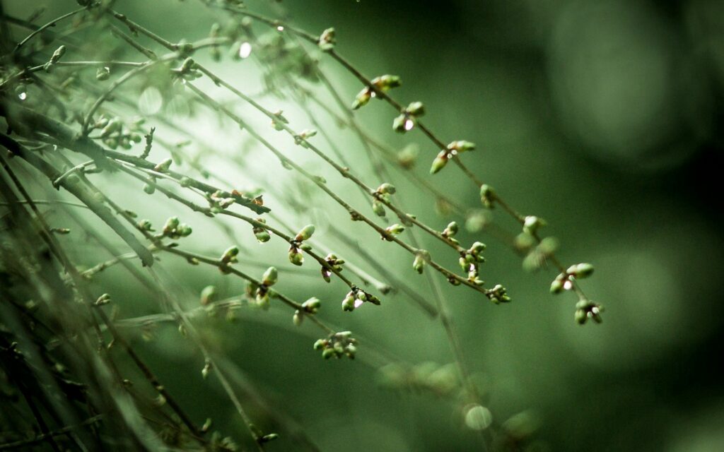 Serene Green Plant Wallpaper: Soft Glow for a Peaceful Atmosphere