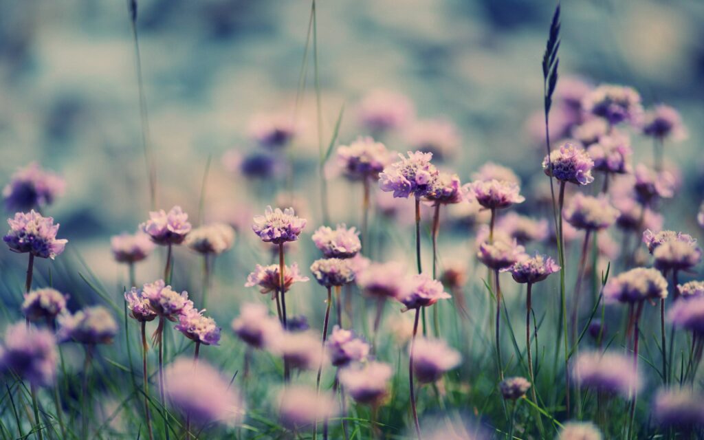 Serene Pink Flower Wallpaper: Summer's Natural Beauty in Bloom