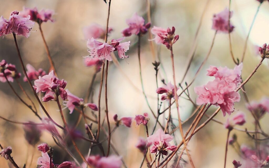 Delicate Pink Flowers Wallpaper: Serene Nature Background
